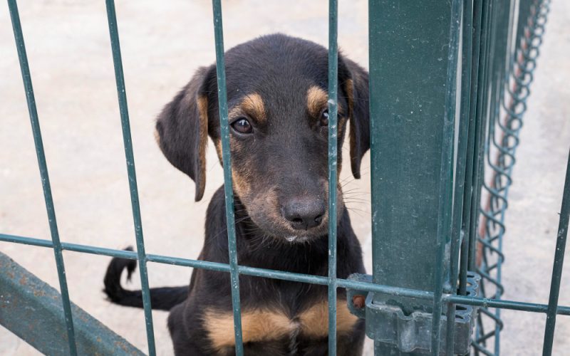 Accesorii handmade și impactul lor în susținerea animalelor abandonate